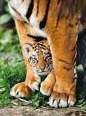 Puzzle 500 elementów Tygrys bengalski między nogami matki