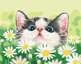 Obraz Malowanie po numerach - Kot w stokrotkach