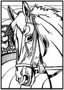 Kolorowanka, malowanka Welwetowa 29,7x21 Koń Profil, kolorowanka antystresowa