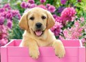 Puzzle 300 elementów Labrador w pudełku