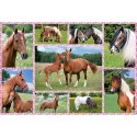 Puzzle 150 el. Konie Schmidt - puzzle