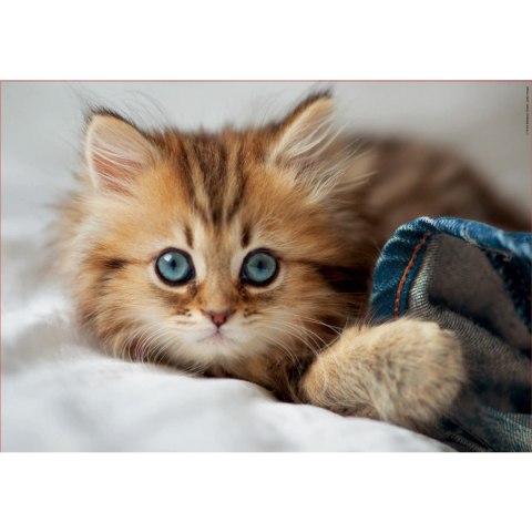 Puzzle 200 el. Mały kotek Educa