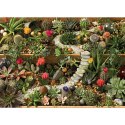 Puzzle 1000 el. Sukulenty w ogrodzie Cobble Hill