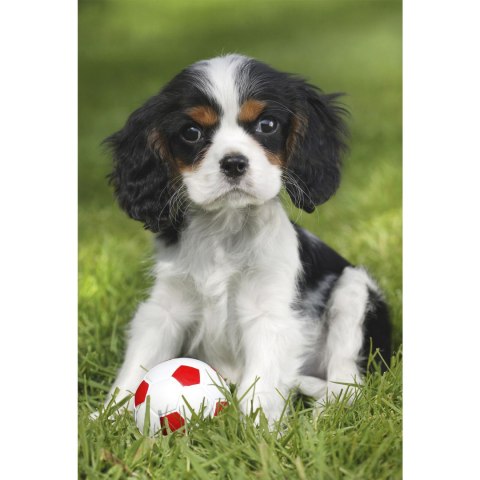 Puzzle 3 x 48 el. Najsłodsze zwierzątka Schmidt - puzzle