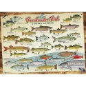 Puzzle 1000 el. Ryby słodkowodne Ameryki Północnej Cobble Hill